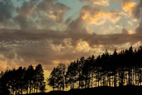 Sunset. Silhouette of trees. Clouds above the evening tees panorama. Stock Photos