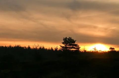 Sunset Silhouette of Trees on a Cloudy Evening in Echten, Drenthe Fotos de archivo