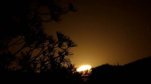 Sunset silhouette trees Video stock 220738442