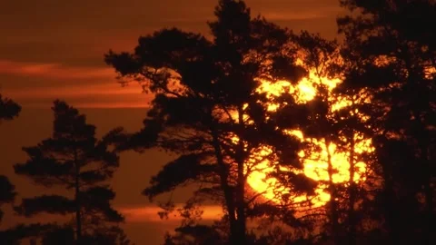 Sunset Silhouette of Trees in Forest Stock Footage 322827222