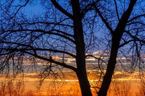 Sunset  with silhouette trees Stock Photos