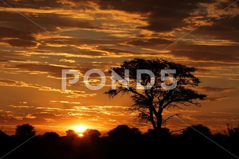 Sunset with silhouetted african Acacia tree and clouds Stock-Fotos