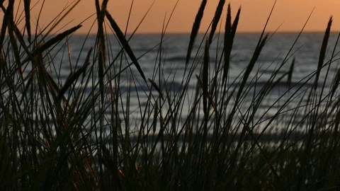 Sunset Silhouettes of dune grass Stock-Footage 116192500