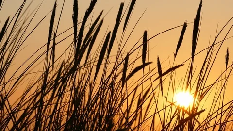 Sunset Silhouettes of dune grass Vídeo Stock 116193525