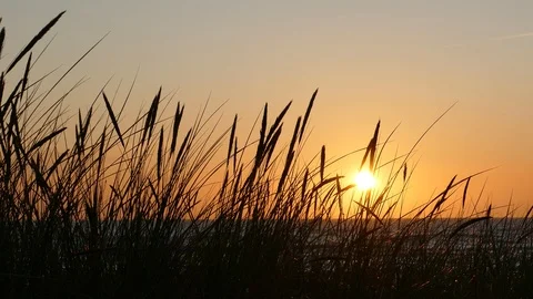 Sunset Silhouettes of dune grass Stock-Footage 116194408