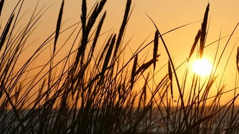 Sunset Silhouettes of dune grass Stock-Footage 116199308