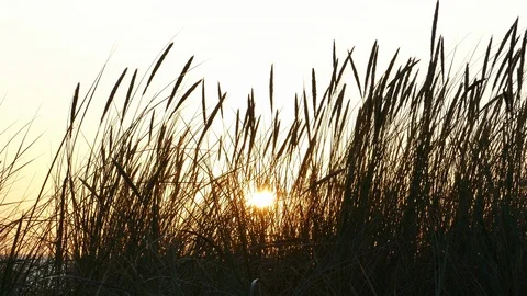 Sunset Silhouettes of dune grass Stock-Footage 116241373