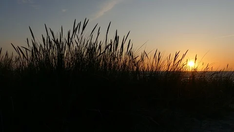 Sunset Silhouettes of dune grass Stock-Footage 117031929