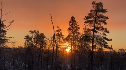 Sunset Silhouettes Pine Trees and Orange Sky Stock Footage 256236209