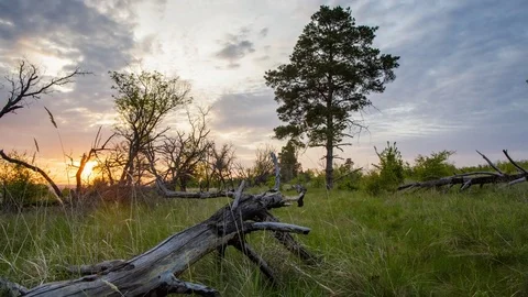 Sunset sits behind the tree in summer Stock Footage 77572857