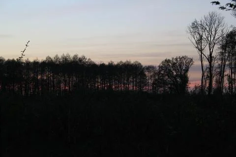 Sunset sky above dark forest silhouettes Fotos de archivo