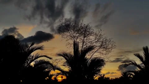 Sunset sky and coconut trees Video stock 245193415