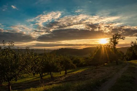 Sunset sky and fields of apple trees Stock Photos