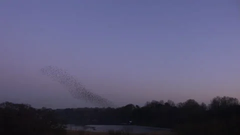 Sunset sky and flock of birds flying in the evening light England UK 4K Stock Footage 147833149