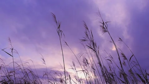 Sunset sky and plants Stock Footage 166298776