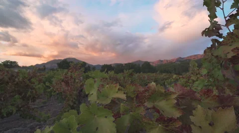 Sunset sky and rainbow over vineyards Stock Footage