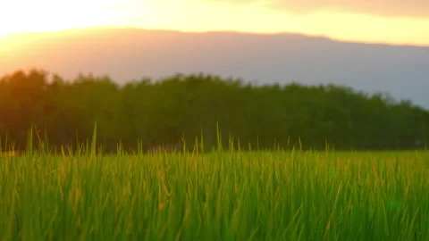 Sunset sky and rice field sunny background Stock Footage 219735402