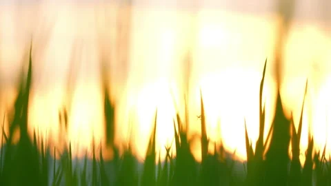 Sunset sky and rice field sunny background Stockbeeldmateriaal 219735517