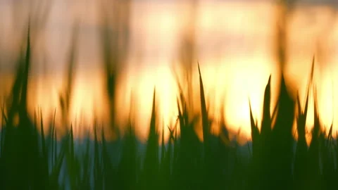 Sunset sky and rice field sunny background Vidéo 219735674