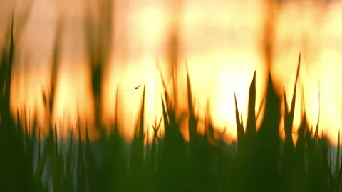 Sunset sky and rice field sunny background 動画素材 219735689