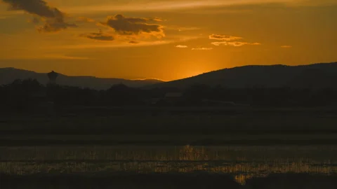Sunset on sky and rice field agriculture in countryside Stock Footage 246872912