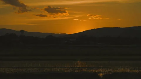 Sunset on sky and rice field agriculture in countryside Stock Footage 246873102