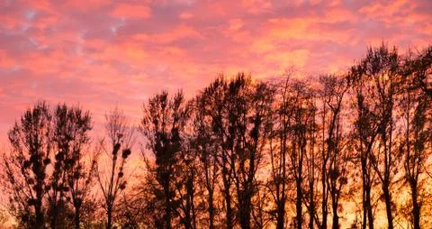 Sunset sky and trees Stock Photos