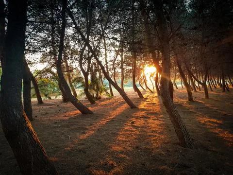 Sunset with sky and trees Stock Photos