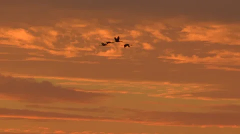 Sunset Sky with Birds Flying across Video stock 47984572