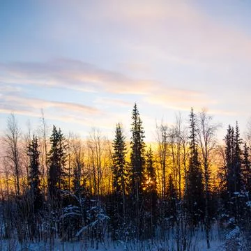 Sunset sky with colorful clouds in winter forest, wallpaper, background, text Illustrazione stock