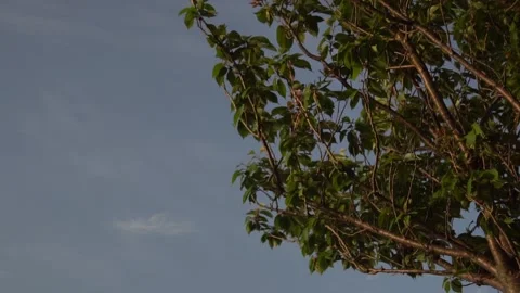 Sunset sky Stock Footage 130330567