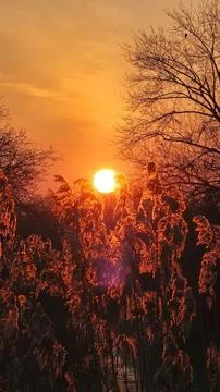 Sunset sky with orange clouds and silhouette trees Stock Photos