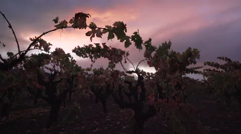 Sunset Sky over grape leaves Stock Footage 56665569