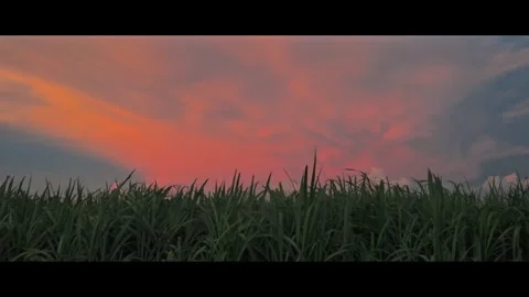 Sunset sky over grass Stock Footage 291691974