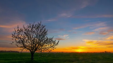 Sunset Sky over the Green Field. Stock Footage 75659951