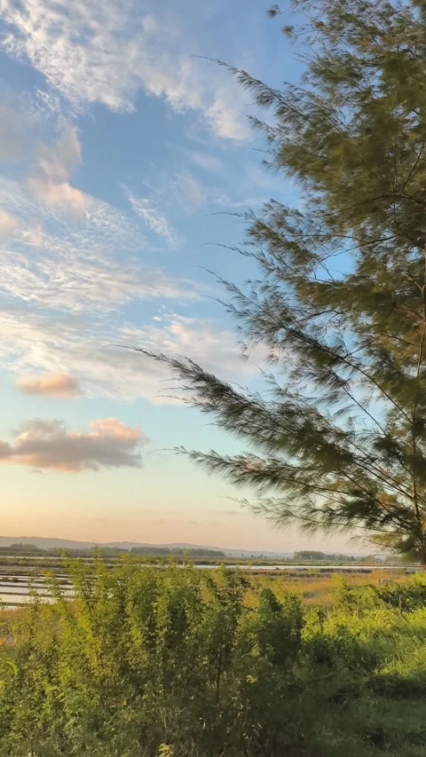 Sunset Sky over Rural Landscape with Pine Tree Stock Footage 340420225