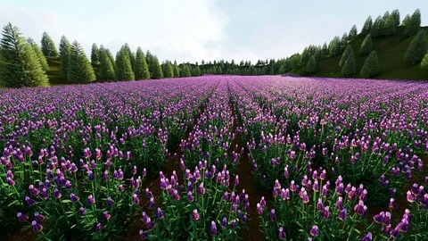 Sunset sky over a summer lavender field. Sunset over a violet lavender field Stock Footage 77099292