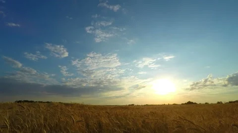 Sunset Sky over a Wheat Field Stock Footage 52099224