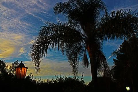 SUNSET sky PALM TREE 스톡 사진
