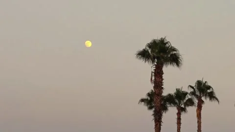 Sunset sky, palm trees and moon. Tropical travel and vacation. Stock Footage 314521727