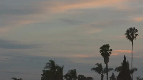 Sunset sky with palm trees.   Plane on descent crosses frame. Stockbeeldmateriaal 93319312