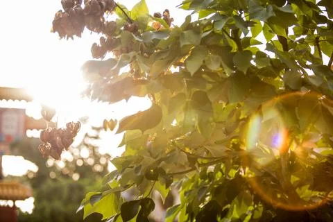 Sunset sky Stock Photos