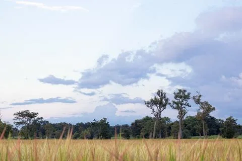 Sunset sky with rice fields yellow sky background. Stock Photos