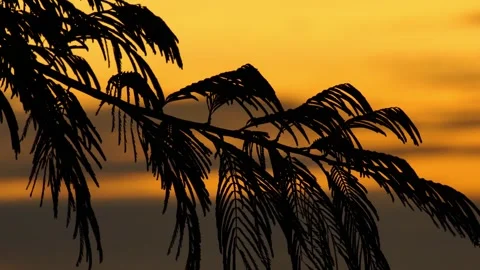 Sunset sky with silhouette of pine branches. Natural bright background. Stock Footage 279636628