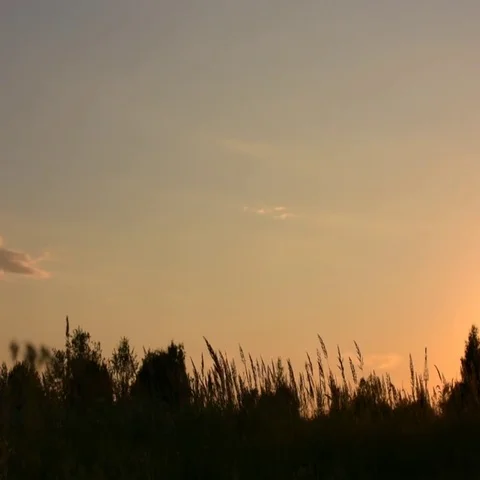 Sunset sky. Slow movement of the plants in the wind. Stock Footage 69552886