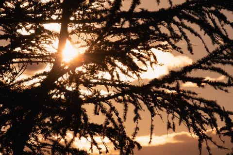 Sunset sky through pine tree. Lens flare effect. Soft focus, mixed lighting Stock Photos