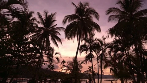 Sunset sky through tropical palm trees in Port Barton, Palawan, Philippines Stock-Footage 319674203