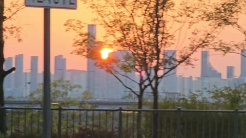 Sunset skyline through silhouetted trees Vídeos de archivo 325319030
