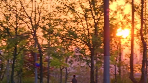 Sunset skyline through silhouetted trees Stock Footage 325512986