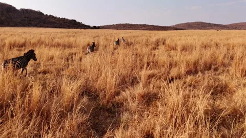 Sunset slomo aerial view over tall dry grasses of zebra herd jogging over field 스톡 동영상 337143350